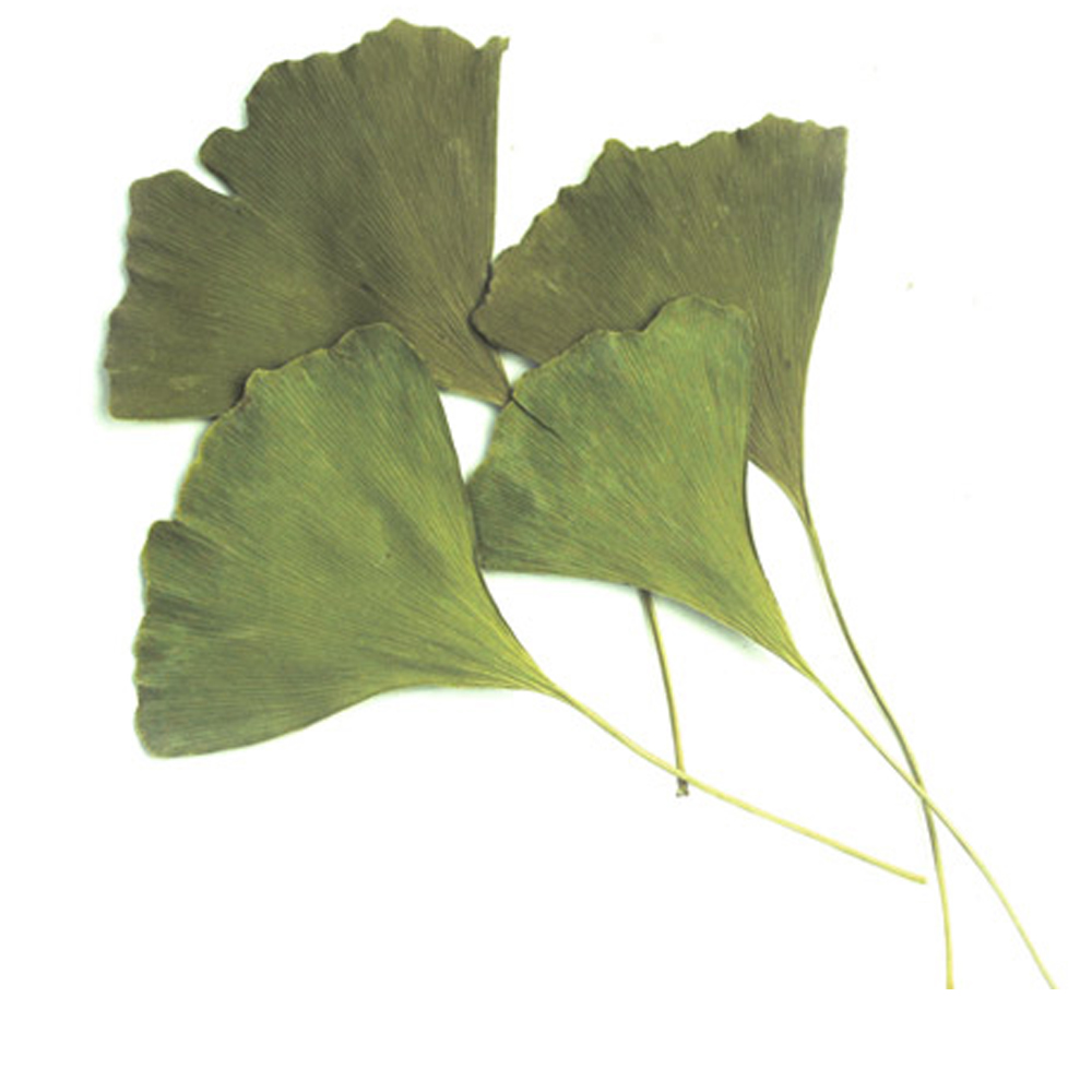 은행잎(국내산 3kg)