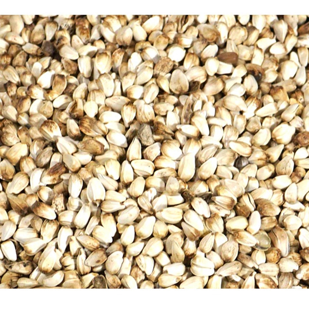 홍화씨(중국산 3kg)