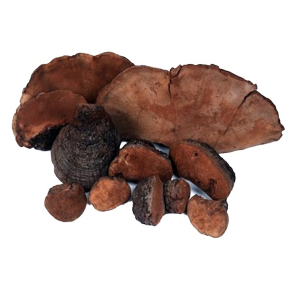 상황버섯말굽절 / 중국산 (500g)