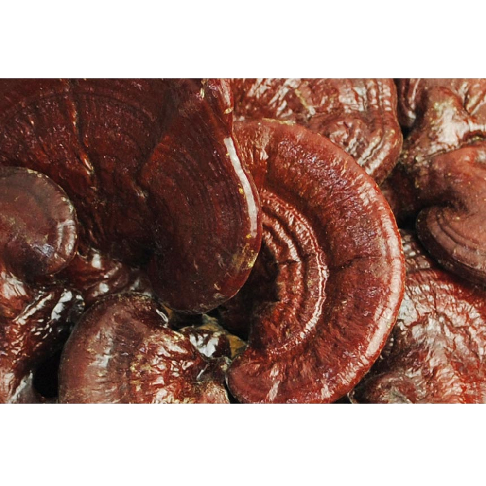 영지버섯찐 / 국내산 (500g)