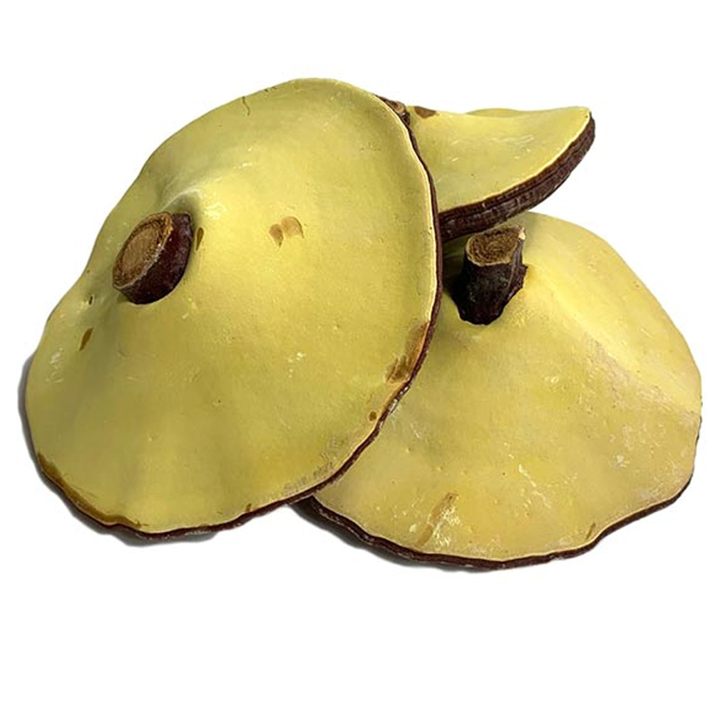 영지버섯통A / 중국산 (500g)