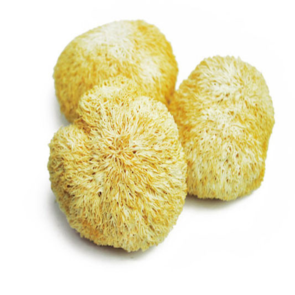 노루궁뎅이버섯 / 국내산 (500g)