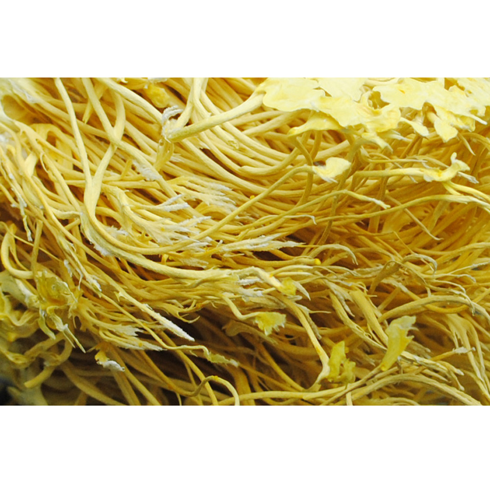 동충하초 / 국내산 (1개)