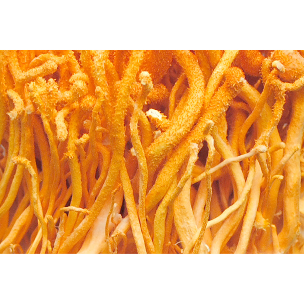 동충하초적 / 국내산 (1개)