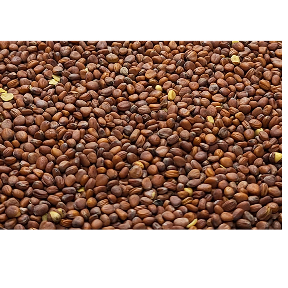 나복자/인도산 600g